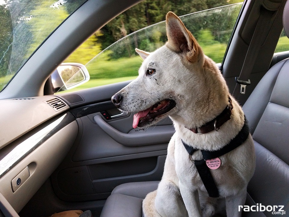 Rudy: Uratowali zamkniętego w samochodzie psa