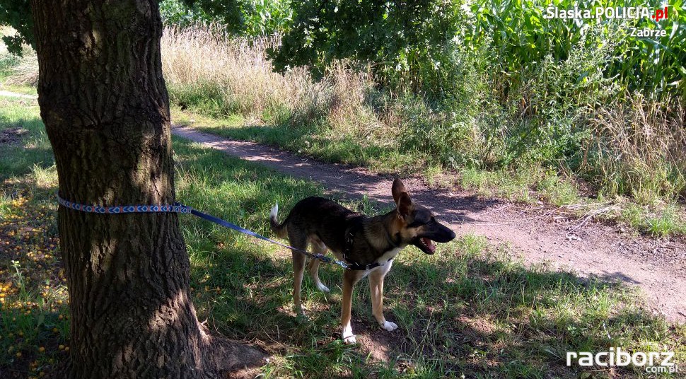 3 lata więzienia za porzucenie psa