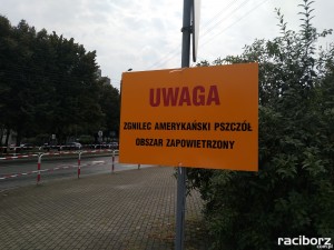 Zgnilec amerykański dziesiątkuje pszczoły