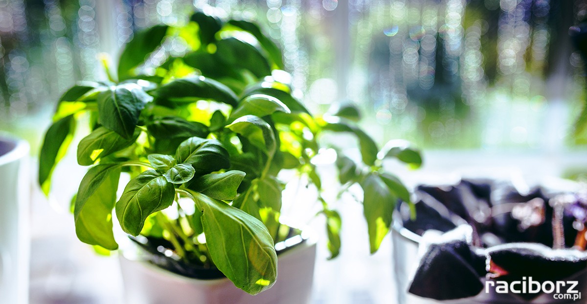 Bogactwo ziół w Nędzy