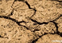 Rolnicy zgłaszają straty spowodowane suszą.