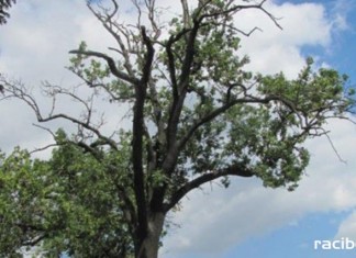 Wycinka 6 obumarłych drzew