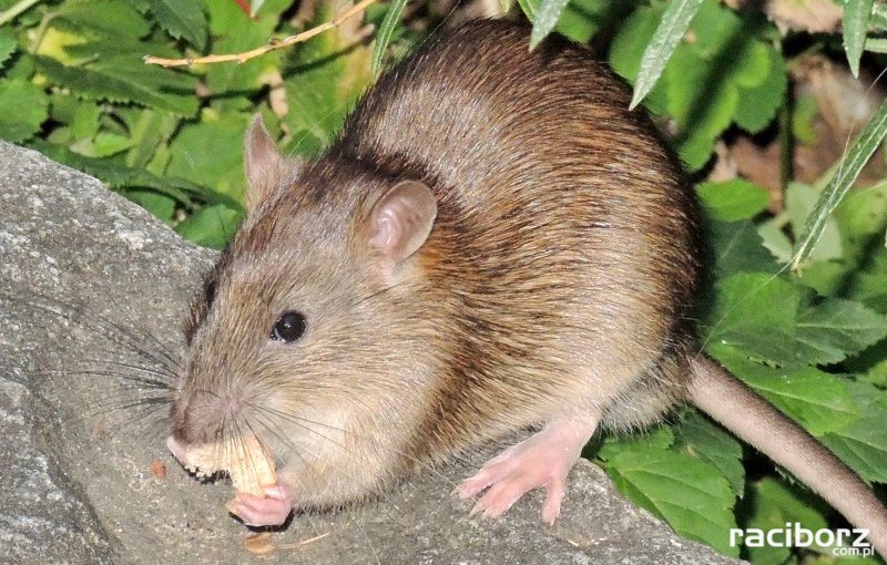obowiązkowa deratyzacja w Raciborzu
