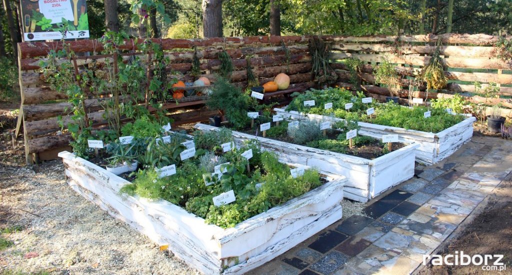 Uczniowie z Babic z wizytą w ogródku zielarskim