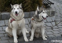 Pies to radość, ale i obowiązek! Magistrat pomaga w jego spełnieniu