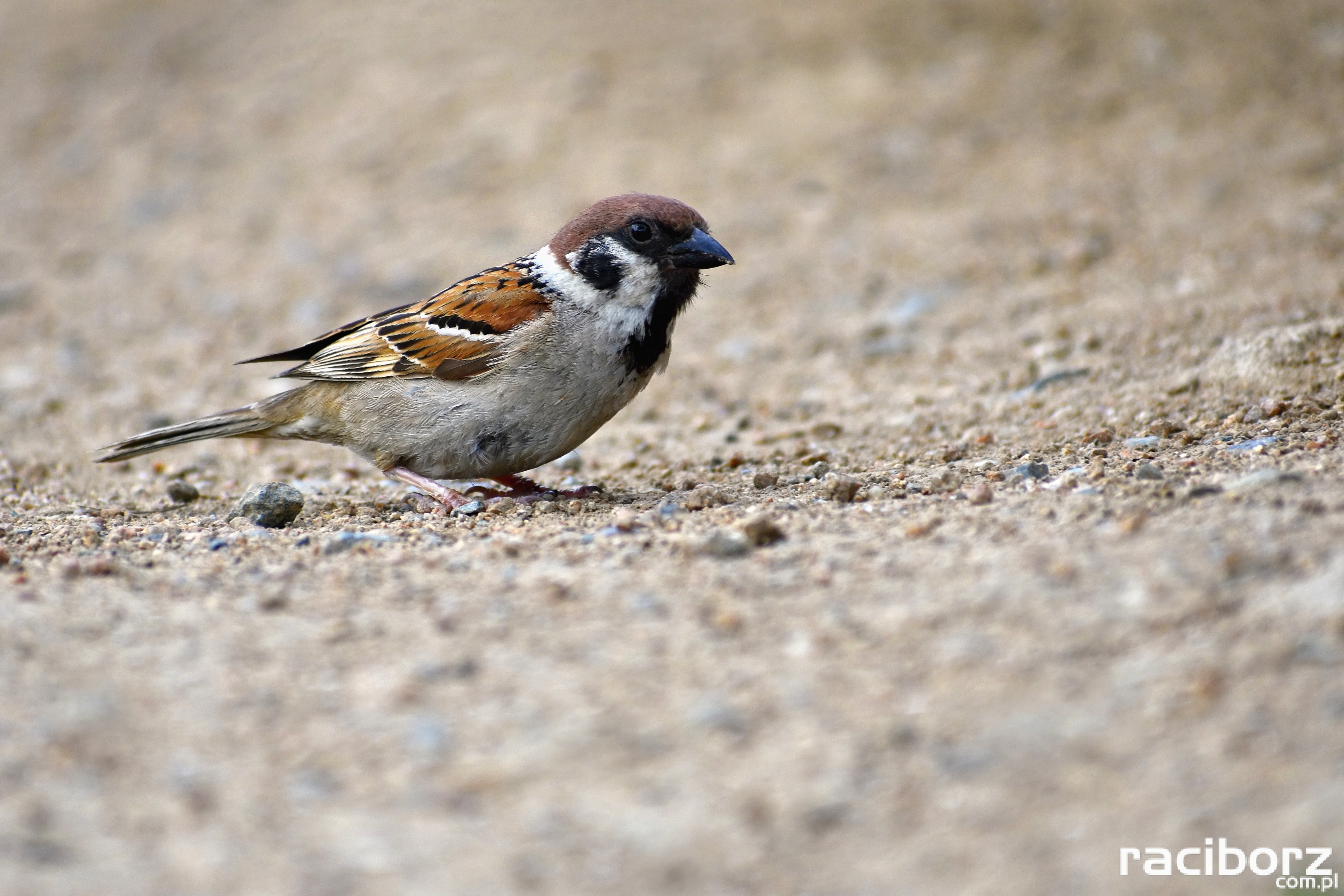 Pojenie zwierząt wiosną i latem