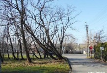 Drzewa zlokalizowane są w Raciborzu w pasie drogowym drogi wewnętrznej ulicy Kobylskiej w Brzeziu