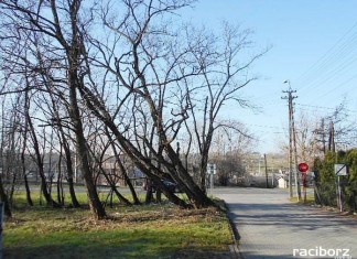 Drzewa zlokalizowane są w Raciborzu w pasie drogowym drogi wewnętrznej ulicy Kobylskiej w Brzeziu