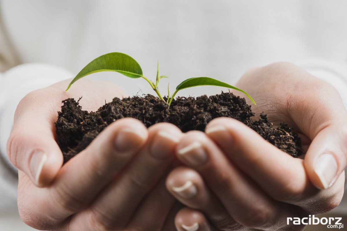 Sadzonki Eko-Wystawa