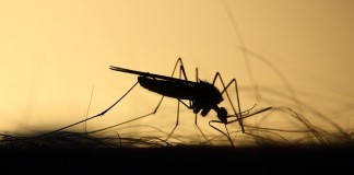 komar odkomarzania gmina krzyzanowice