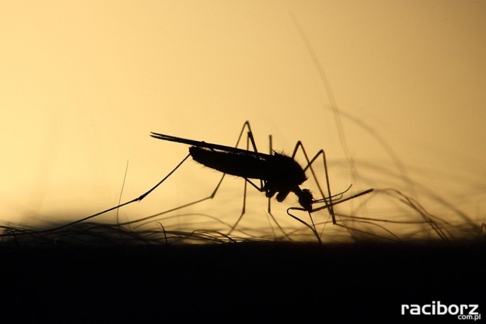 komar odkomarzania gmina krzyzanowice