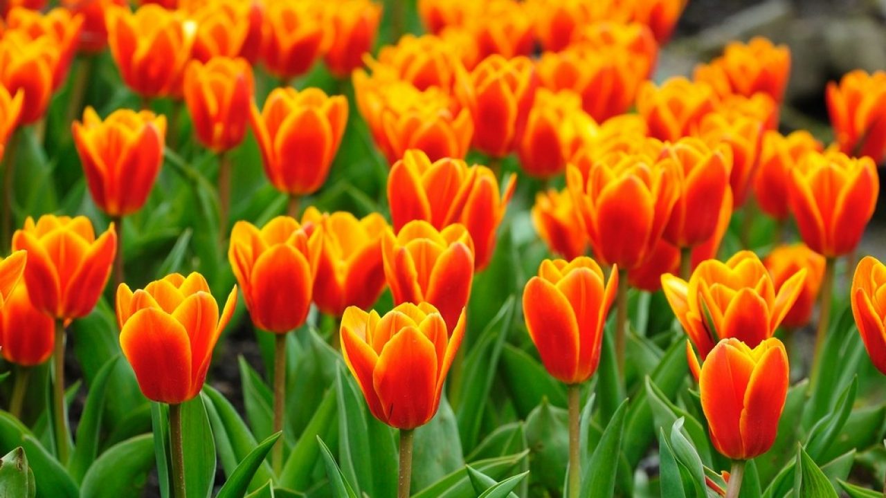 Jak i kiedy sadzimy tulipany? | Styl życia | raciborz.com.pl