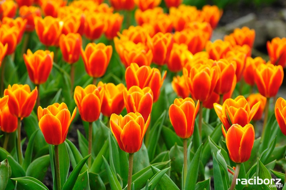 Jak sadzić tulipany