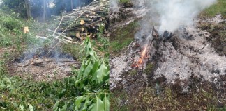 Straż Miejska w Rybniku spalanie odpadów zielonych