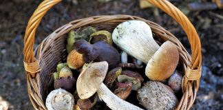 Bezpieczne grzybobranie