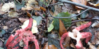 Okratek australijski