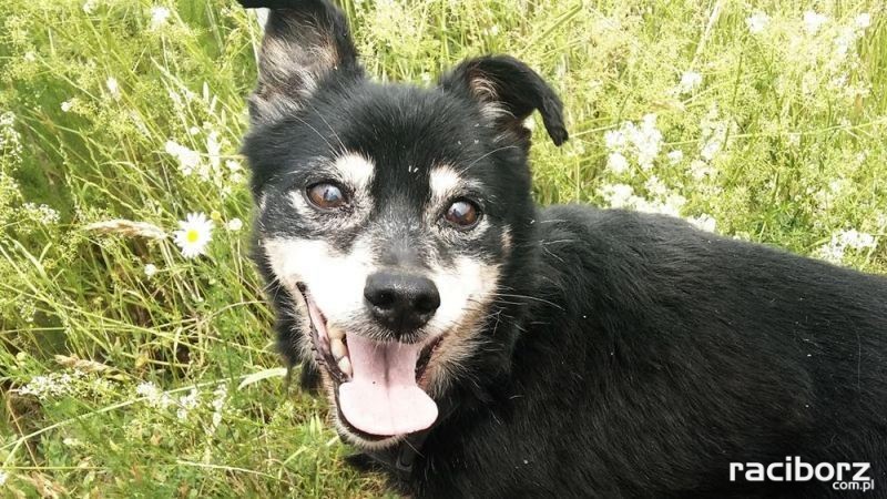 – Można przyjść i pomóc m.in. wyprowadzając na spacer wzdłuż wałów nad Odrą jednego z setki psów, które tu czekają na nowego właściciela, a może na starego, który o nich zapomniał lub nie miał już siły na opiekę. Można też przyjść do schroniska, by adoptować bezdomnego pieska lub kotka. Schronisko też przyjmie pomoc w formie karmy lub koca – zachęca zespół projektu "Sterylizacja i kastracja zwierząt właścicielskich".