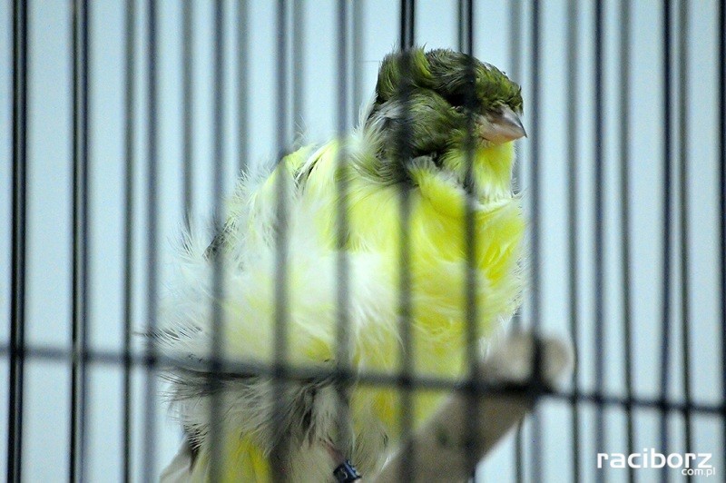 Wystawa ptaków egzotycznych w Labiryncie