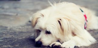 Nie strzelam - dokarmiam.