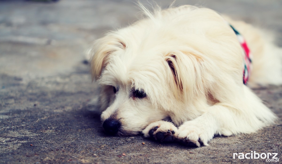 Nie strzelam - dokarmiam.