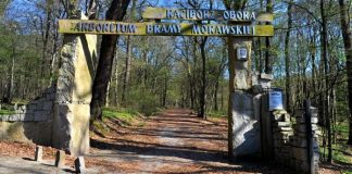 Arboretum Bramy Morawskiej w Raciborzu