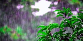 deszcz woda rosliny