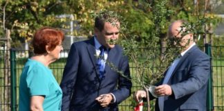 nasadzenia drzew wodzislaw sl