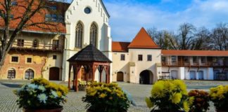 chryzantemy raciborz