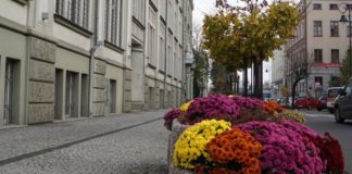 chryzantemy raciborz