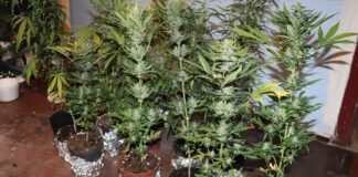 marihuana krzanowice