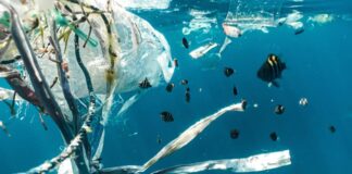 ekologia plastik woda