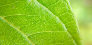 lisc ekologia zielen