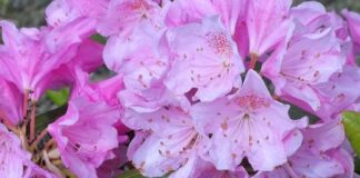 arboretum rozanecznik