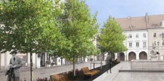 gliwice rynek platany dzrewa