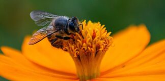 pszczola kwiat