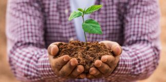 sadzenie drzew ekologia