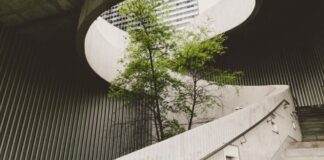 ekologia firma drzewo