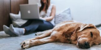 praca zdalna home office pies