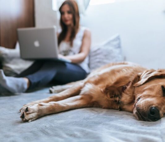 praca zdalna home office pies