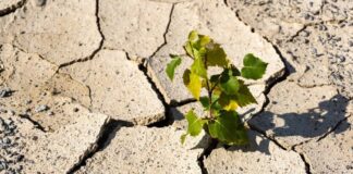 susza pole klimat