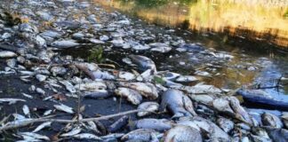 osp gostchorze odra ryby