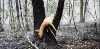 pozar kuznia raciborska