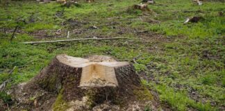 Zmiany klimatu budzą niepokój Polaków drzewa lasy wycinka