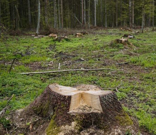Zmiany klimatu budzą niepokój Polaków drzewa lasy wycinka