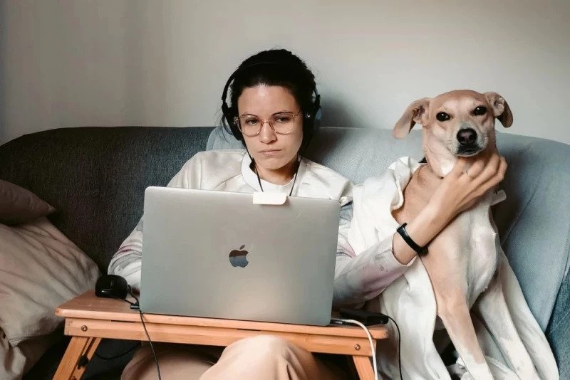 praca zdalna home office komputer pies