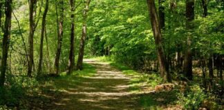 Ochrona przyrody czy lokalne interesy? Kontrowersje wokół projektu ustawy las drzewa