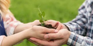 ekologia drzewo roslina