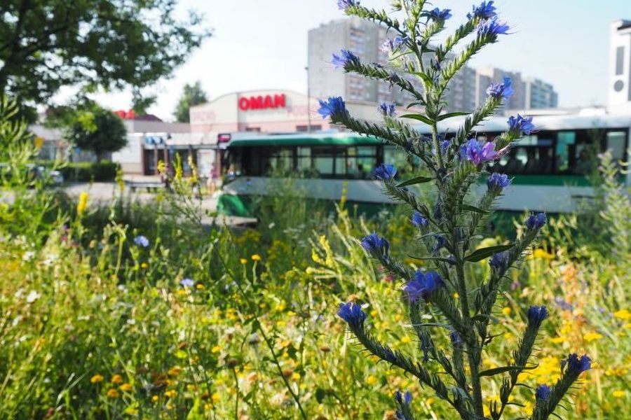 laka kwietna raciborz