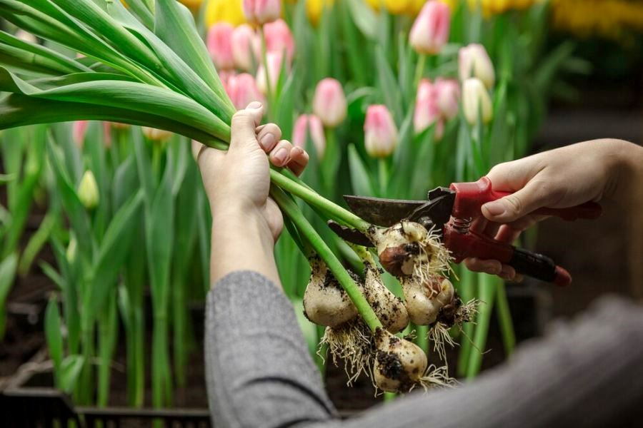 praca holandia ogrodnik tulipany