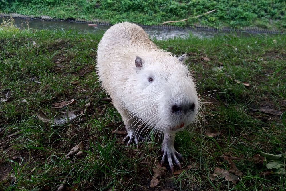 nutria rybnik